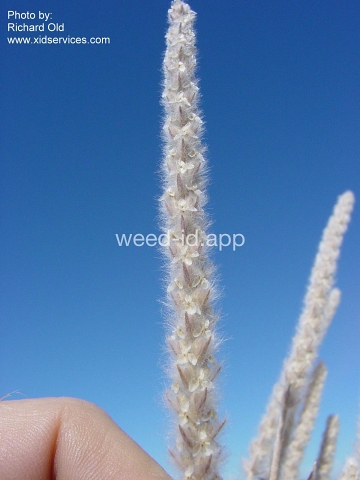 plantain, wooly